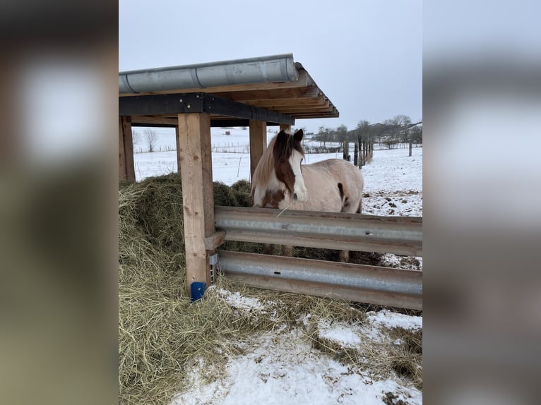 Cob Irlandese / Tinker / Gypsy Vanner Mix Giumenta 15 Anni 133 cm Pezzato in Mechernich