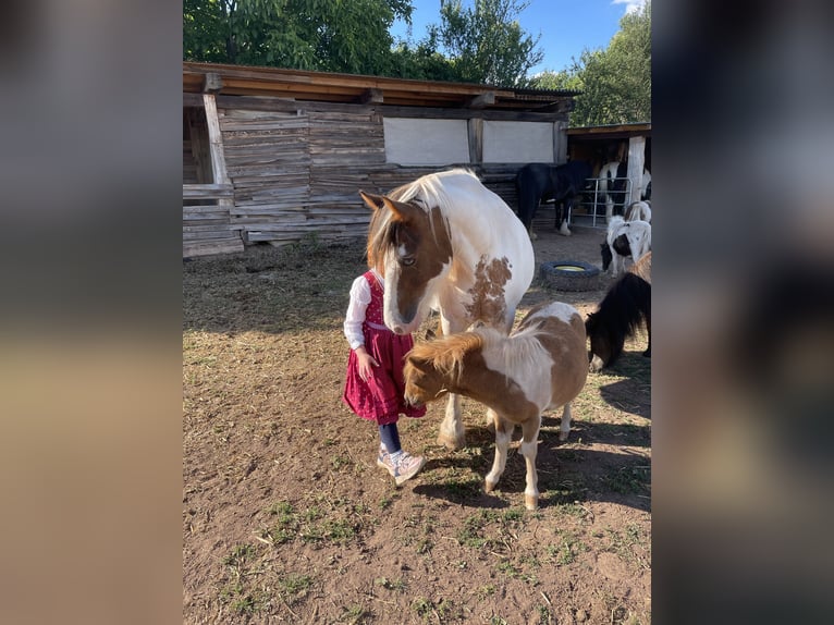 Cob Irlandese / Tinker / Gypsy Vanner Mix Giumenta 15 Anni 133 cm Pezzato in Mechernich