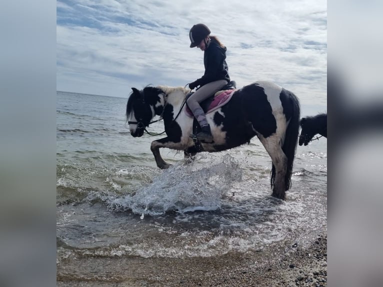 Cob Irlandese / Tinker / Gypsy Vanner Mix Giumenta 15 Anni 134 cm Pezzato in Neukirchen