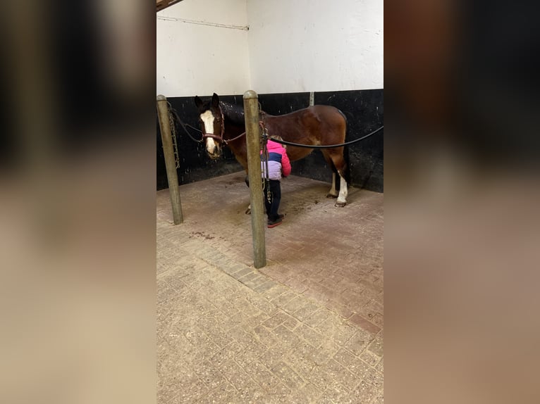 Cob Irlandese / Tinker / Gypsy Vanner Giumenta 15 Anni 137 cm Baio scuro in Visbek