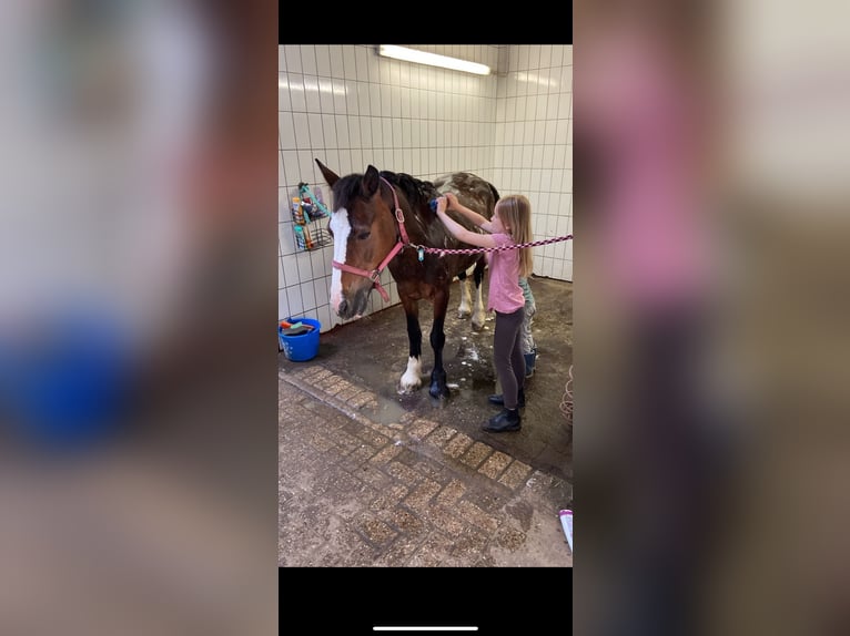 Cob Irlandese / Tinker / Gypsy Vanner Giumenta 15 Anni 137 cm Baio scuro in Visbek