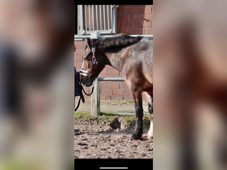 Cob Irlandese / Tinker / Gypsy Vanner Giumenta 15 Anni 137 cm Baio scuro in Visbek