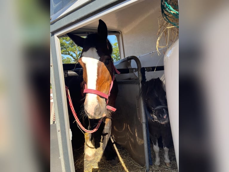 Cob Irlandese / Tinker / Gypsy Vanner Giumenta 15 Anni 137 cm Baio scuro in Visbek