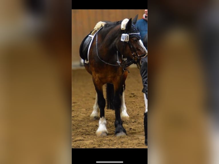 Cob Irlandese / Tinker / Gypsy Vanner Giumenta 15 Anni 137 cm Baio scuro in Visbek