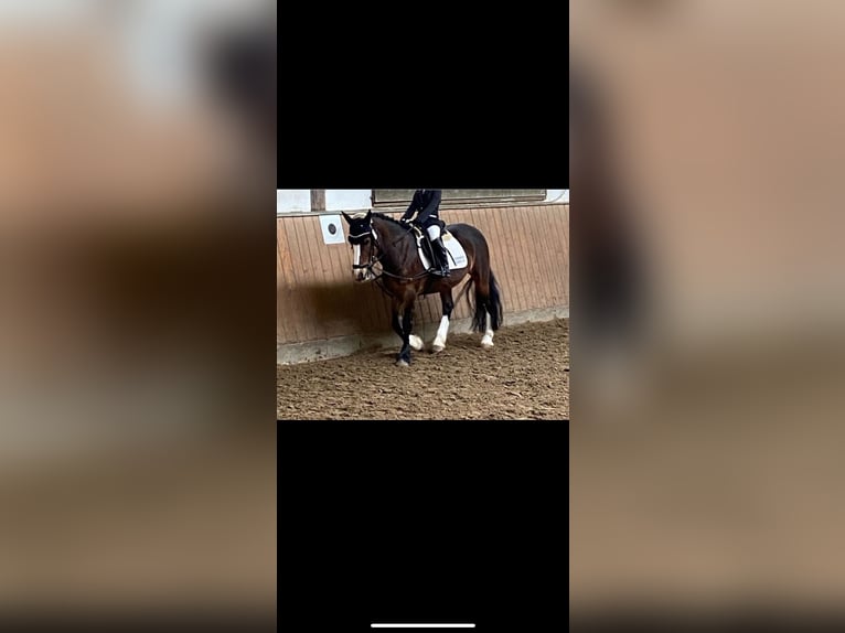 Cob Irlandese / Tinker / Gypsy Vanner Giumenta 15 Anni 137 cm Baio scuro in Visbek