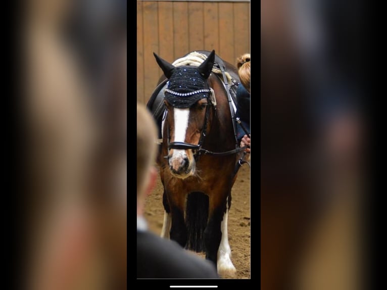 Cob Irlandese / Tinker / Gypsy Vanner Giumenta 15 Anni 137 cm Baio scuro in Visbek