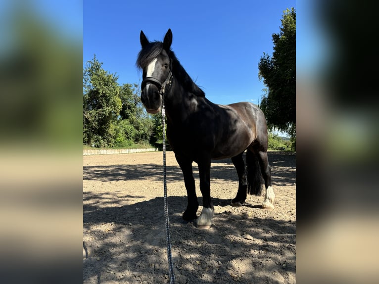 Cob Irlandese / Tinker / Gypsy Vanner Giumenta 15 Anni 138 cm Baio nero in SchaafheimSchaafheim