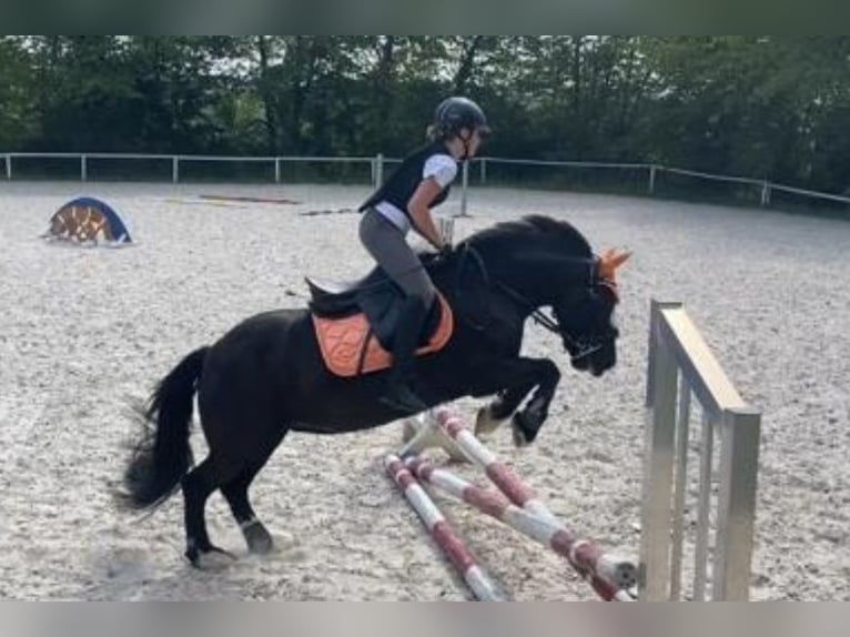 Cob Irlandese / Tinker / Gypsy Vanner Giumenta 15 Anni 138 cm Baio nero in SchaafheimSchaafheim