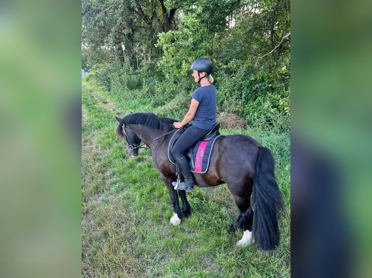 Cob Irlandese / Tinker / Gypsy Vanner Giumenta 15 Anni 138 cm Baio nero in SchaafheimSchaafheim