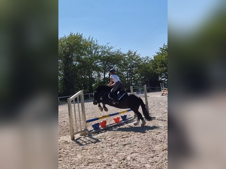 Cob Irlandese / Tinker / Gypsy Vanner Giumenta 15 Anni 138 cm Baio nero in SchaafheimSchaafheim