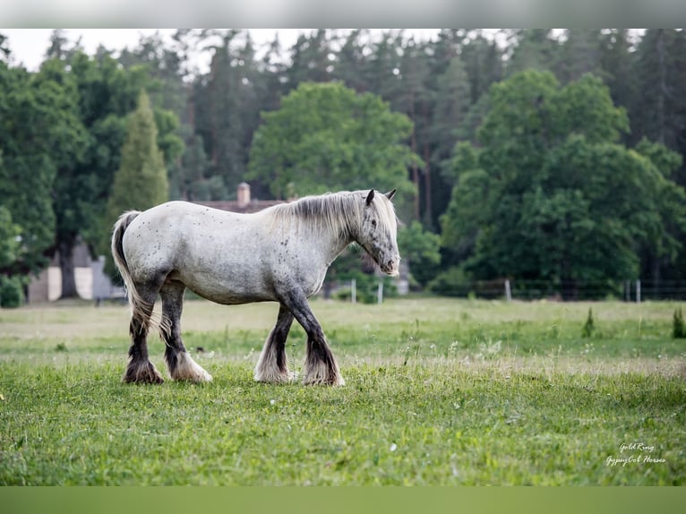 Cob Irlandese / Tinker / Gypsy Vanner Giumenta 15 Anni 140 cm Leopard in Cēsis