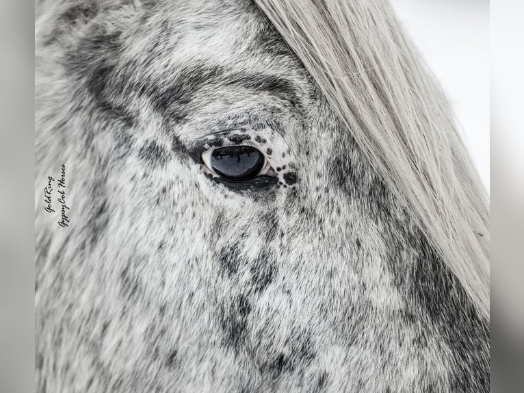 Cob Irlandese / Tinker / Gypsy Vanner Giumenta 15 Anni 140 cm Leopard in Cēsis