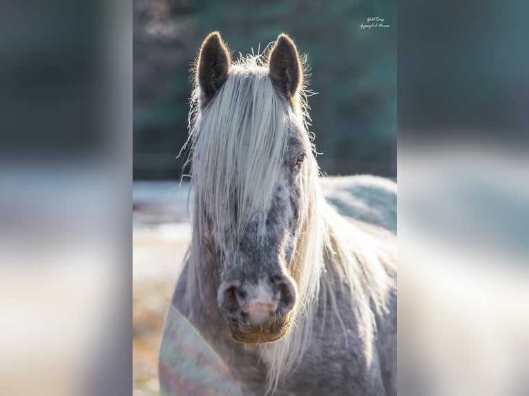 Cob Irlandese / Tinker / Gypsy Vanner Giumenta 15 Anni 140 cm Leopard in Cēsis