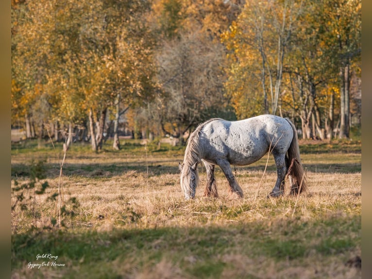 Cob Irlandese / Tinker / Gypsy Vanner Giumenta 15 Anni 140 cm Leopard in Cēsis