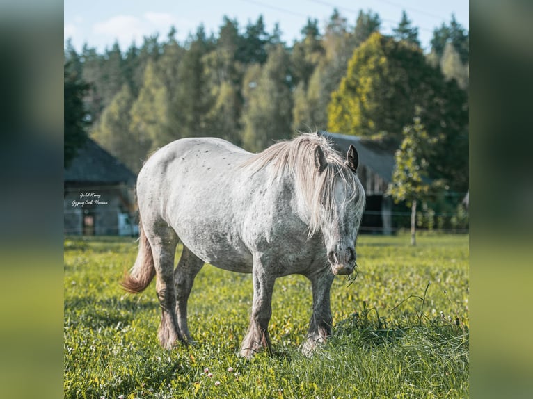 Cob Irlandese / Tinker / Gypsy Vanner Giumenta 15 Anni 140 cm Leopard in Cēsis