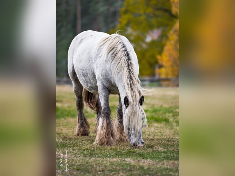 Cob Irlandese / Tinker / Gypsy Vanner Giumenta 15 Anni 140 cm Leopard in Cēsis