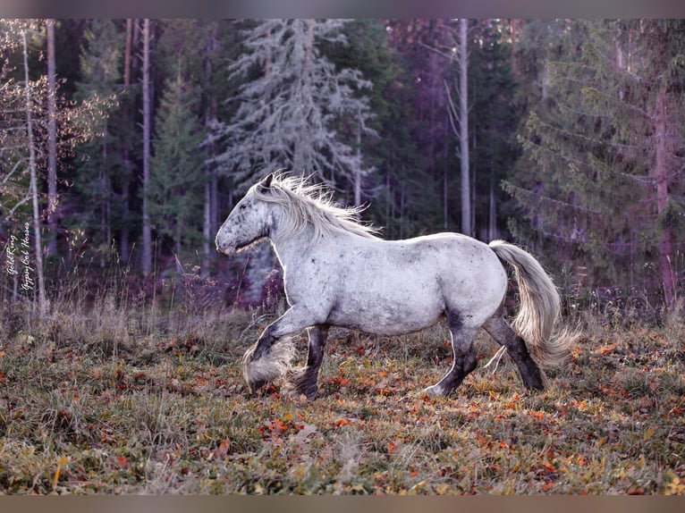 Cob Irlandese / Tinker / Gypsy Vanner Giumenta 15 Anni 140 cm Leopard in Cēsis