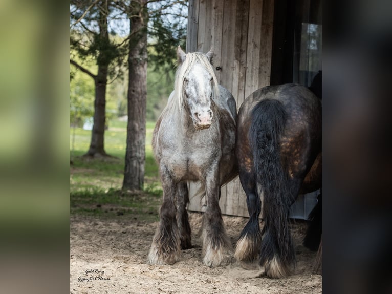 Cob Irlandese / Tinker / Gypsy Vanner Giumenta 15 Anni 140 cm Leopard in Cēsis