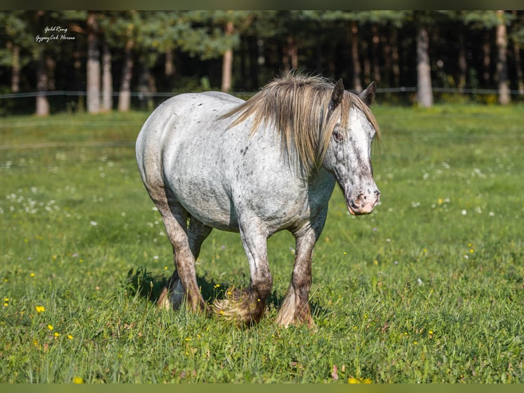 Cob Irlandese / Tinker / Gypsy Vanner Giumenta 15 Anni 140 cm Leopard in Cēsis