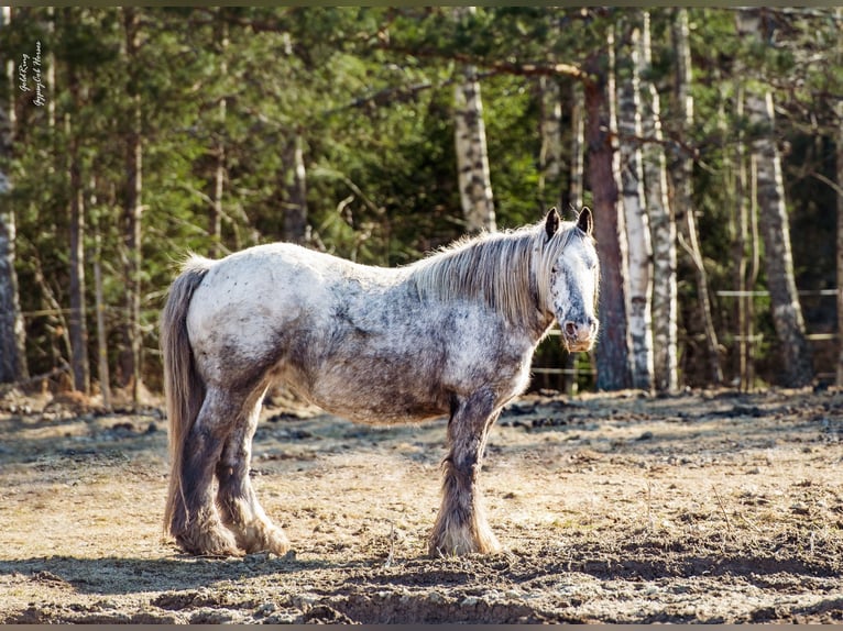 Cob Irlandese / Tinker / Gypsy Vanner Giumenta 15 Anni 140 cm Leopard in Cēsis