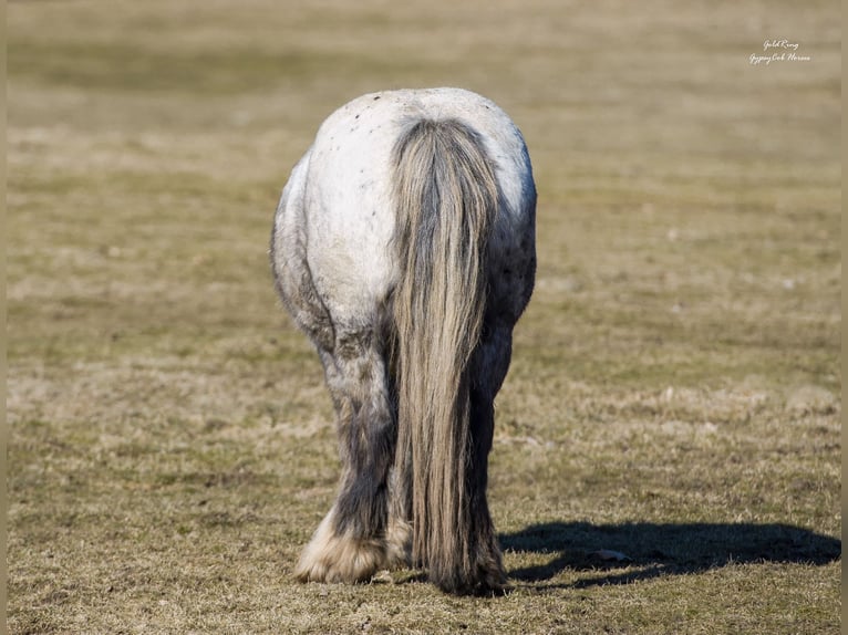 Cob Irlandese / Tinker / Gypsy Vanner Giumenta 15 Anni 140 cm Leopard in Cēsis