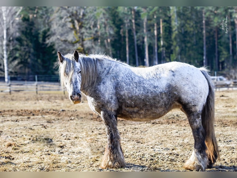 Cob Irlandese / Tinker / Gypsy Vanner Giumenta 15 Anni 140 cm Leopard in Cēsis