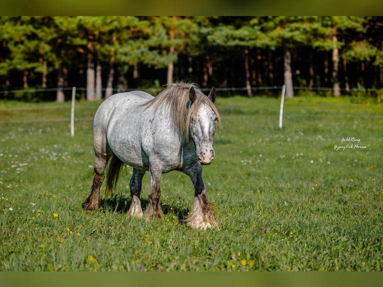 Cob Irlandese / Tinker / Gypsy Vanner Giumenta 15 Anni 140 cm Leopard in Cēsis