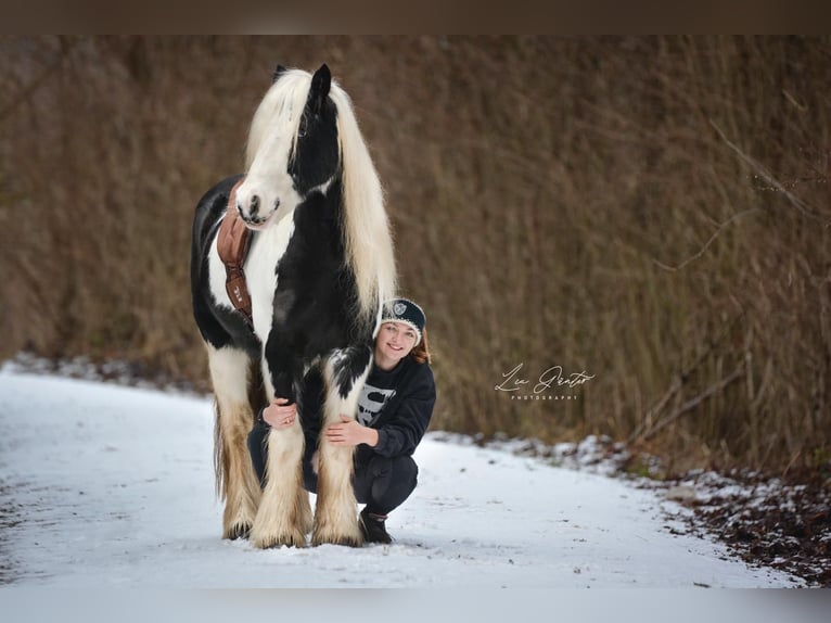 Cob Irlandese / Tinker / Gypsy Vanner Giumenta 15 Anni 140 cm Pezzato in Geisingen