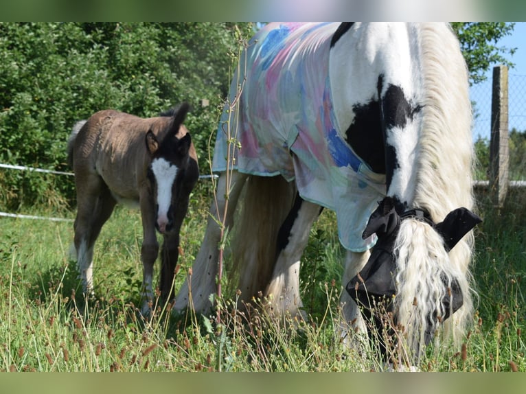 Cob Irlandese / Tinker / Gypsy Vanner Giumenta 15 Anni 140 cm Pezzato in Geisingen