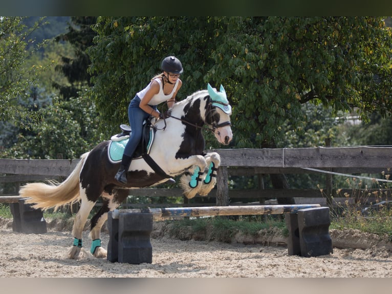 Cob Irlandese / Tinker / Gypsy Vanner Giumenta 15 Anni 140 cm Pezzato in Geisingen