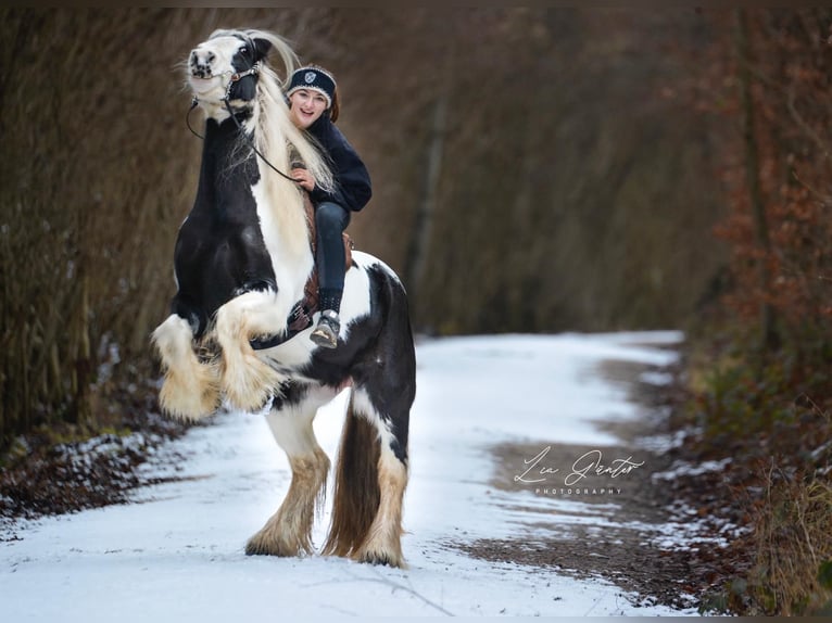 Cob Irlandese / Tinker / Gypsy Vanner Giumenta 15 Anni 140 cm Pezzato in Geisingen