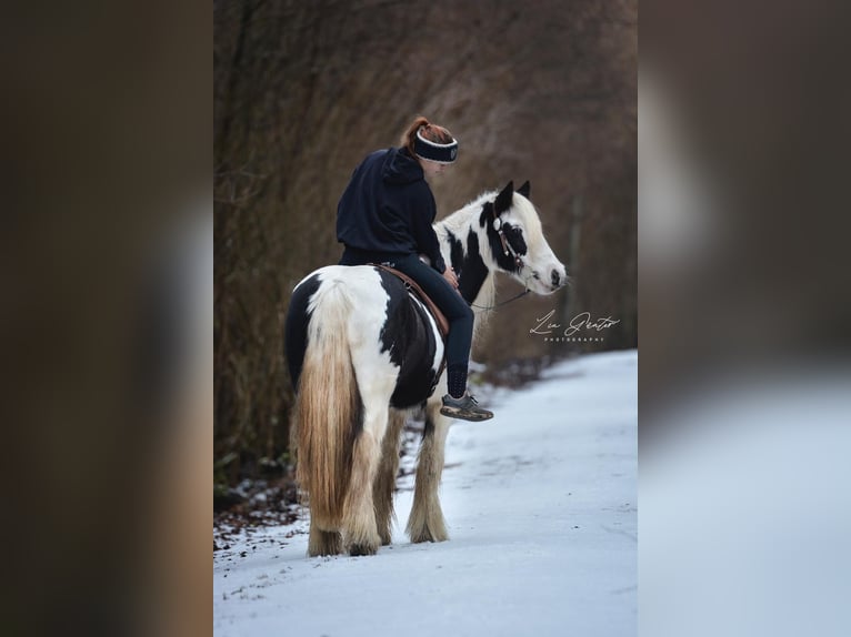 Cob Irlandese / Tinker / Gypsy Vanner Giumenta 15 Anni 140 cm Pezzato in Geisingen