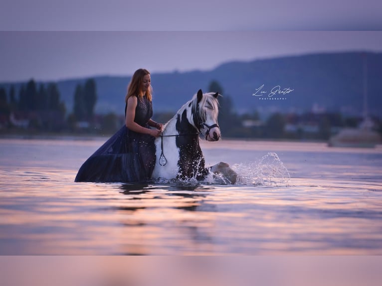 Cob Irlandese / Tinker / Gypsy Vanner Giumenta 15 Anni 140 cm Pezzato in Geisingen