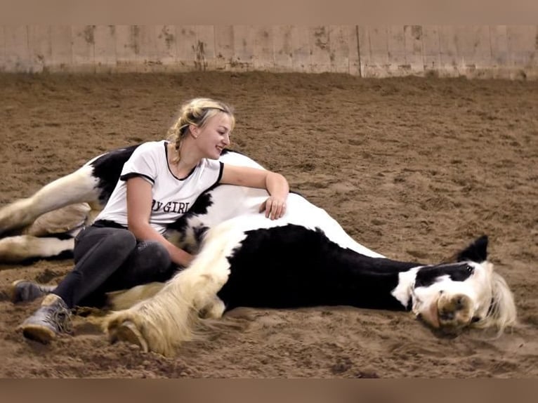 Cob Irlandese / Tinker / Gypsy Vanner Giumenta 15 Anni 140 cm Pezzato in Geisingen