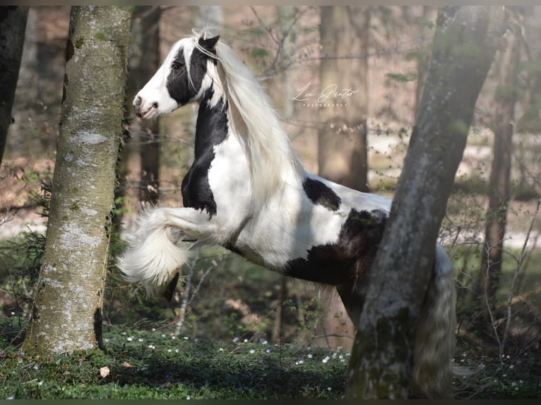 Cob Irlandese / Tinker / Gypsy Vanner Giumenta 15 Anni 140 cm Pezzato in Geisingen