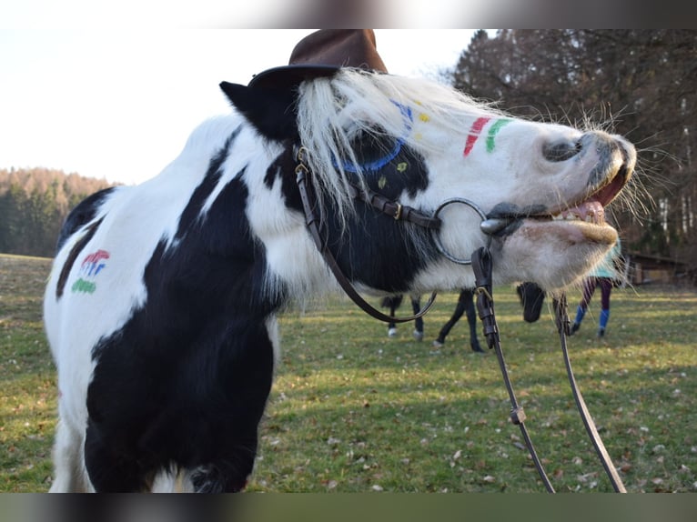 Cob Irlandese / Tinker / Gypsy Vanner Giumenta 15 Anni 140 cm Pezzato in Geisingen