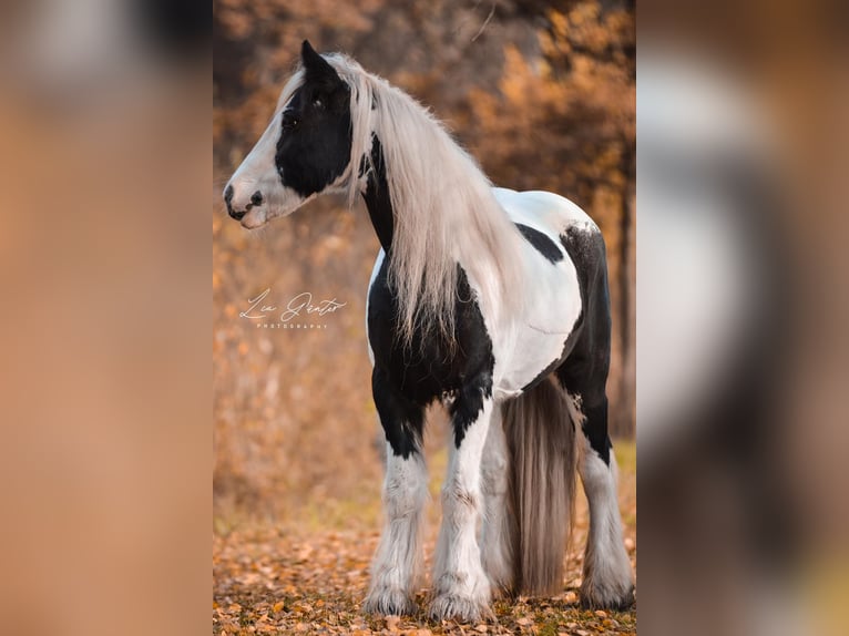 Cob Irlandese / Tinker / Gypsy Vanner Giumenta 15 Anni 140 cm Pezzato in Geisingen