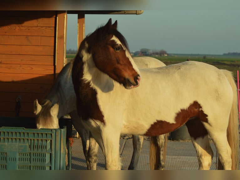 Cob Irlandese / Tinker / Gypsy Vanner Mix Giumenta 15 Anni 146 cm Pezzato in Wijdenes