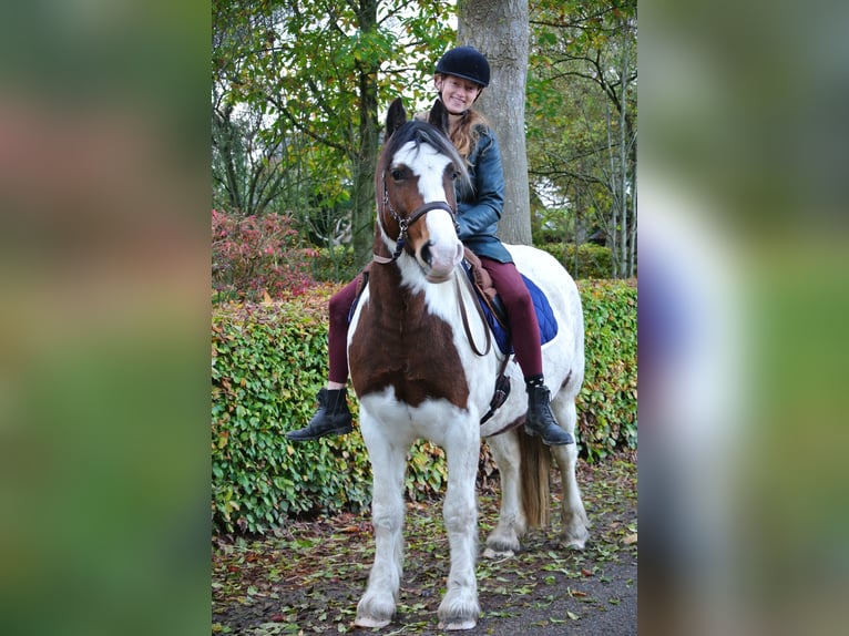 Cob Irlandese / Tinker / Gypsy Vanner Mix Giumenta 15 Anni 146 cm Pezzato in Wijdenes