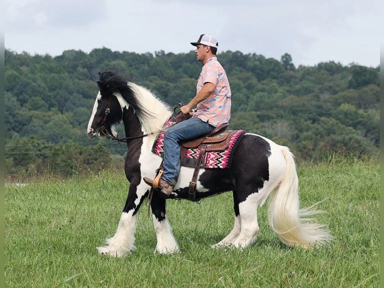 Cob Irlandese / Tinker / Gypsy Vanner Giumenta 15 Anni 152 cm Tobiano-tutti i colori in Somerset KY