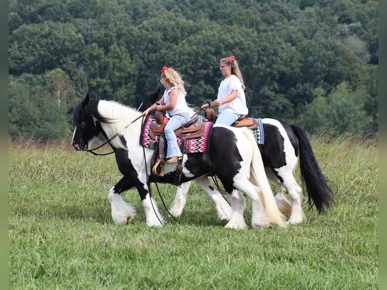 Cob Irlandese / Tinker / Gypsy Vanner Giumenta 15 Anni 152 cm Tobiano-tutti i colori in Somerset KY