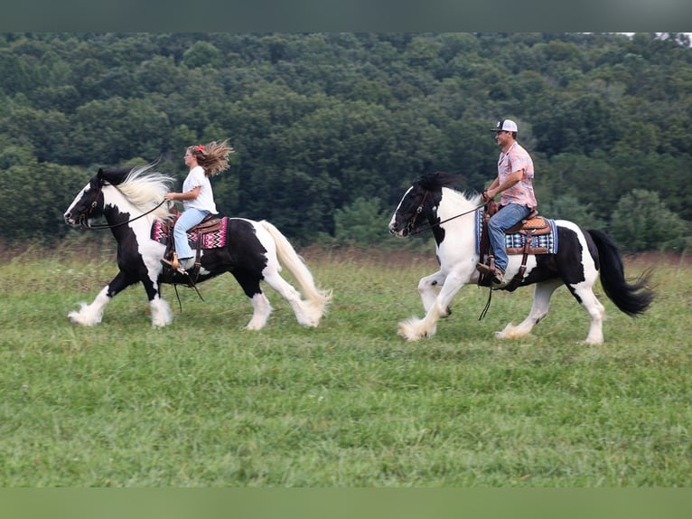 Cob Irlandese / Tinker / Gypsy Vanner Giumenta 15 Anni 152 cm Tobiano-tutti i colori in Somerset KY