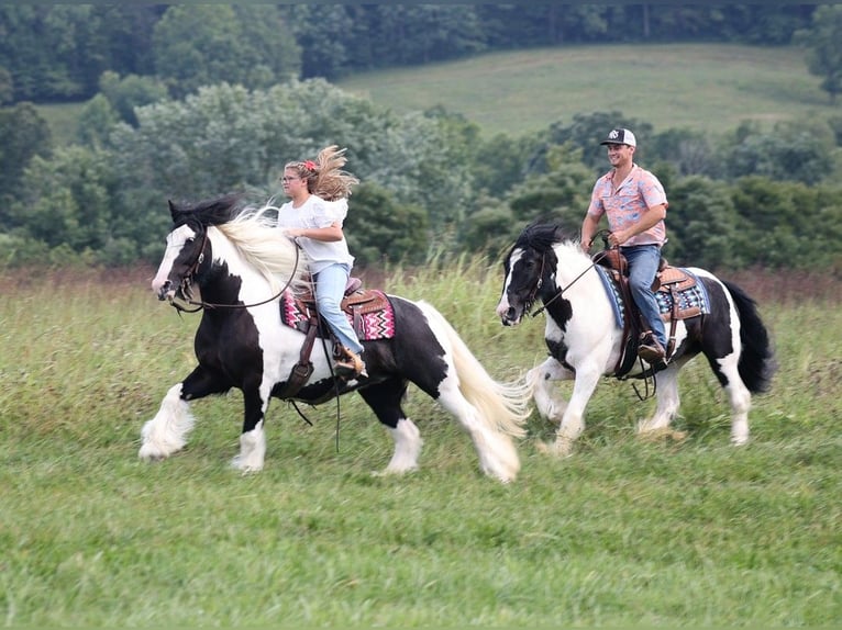 Cob Irlandese / Tinker / Gypsy Vanner Giumenta 15 Anni 152 cm Tobiano-tutti i colori in Somerset KY