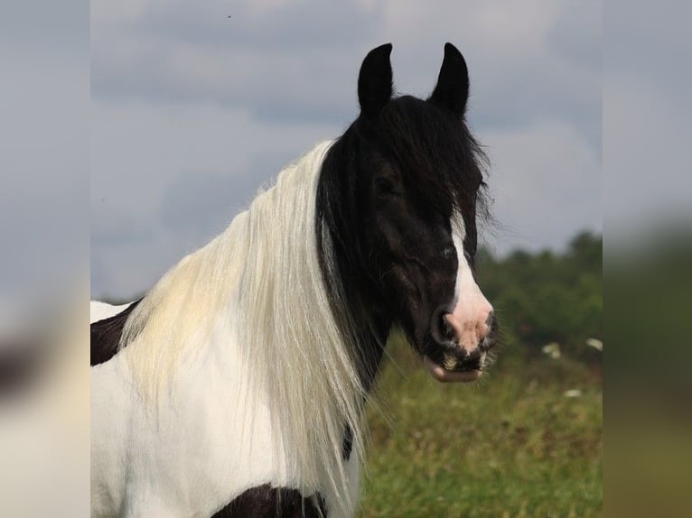 Cob Irlandese / Tinker / Gypsy Vanner Giumenta 15 Anni 152 cm Tobiano-tutti i colori in Somerset KY