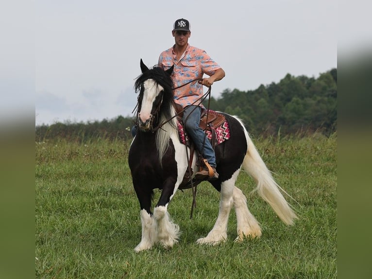 Cob Irlandese / Tinker / Gypsy Vanner Giumenta 15 Anni 152 cm Tobiano-tutti i colori in Somerset KY