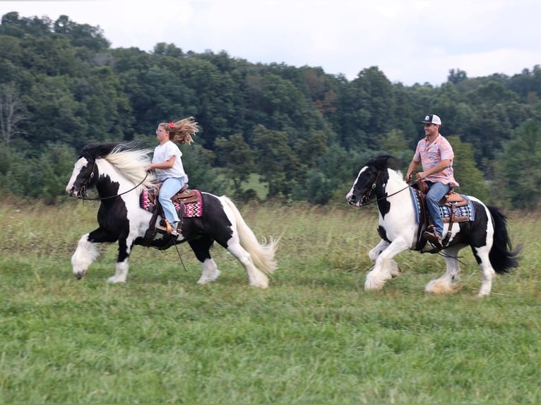 Cob Irlandese / Tinker / Gypsy Vanner Giumenta 15 Anni 152 cm Tobiano-tutti i colori in Somerset KY