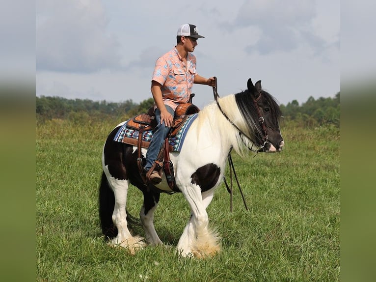 Cob Irlandese / Tinker / Gypsy Vanner Giumenta 15 Anni 152 cm Tobiano-tutti i colori in Somerset KY