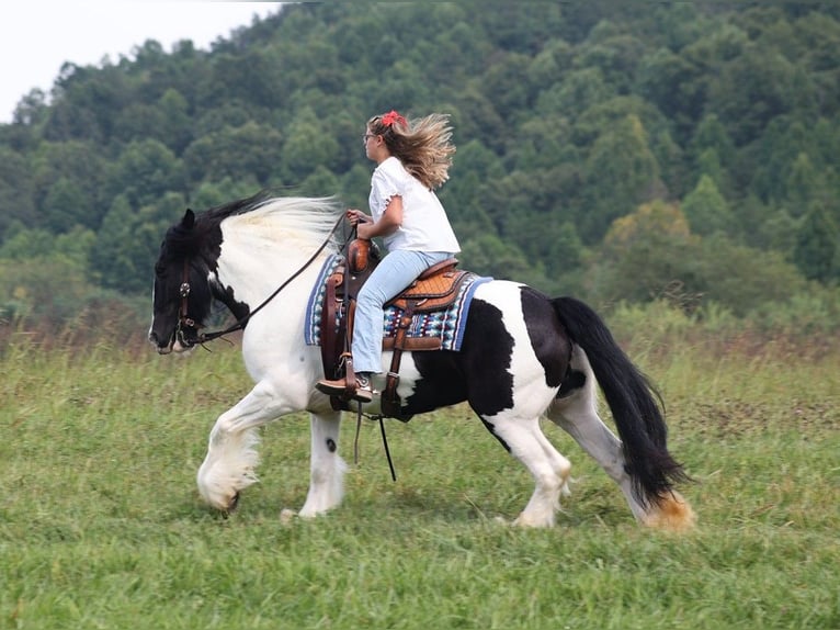 Cob Irlandese / Tinker / Gypsy Vanner Giumenta 15 Anni 152 cm Tobiano-tutti i colori in Somerset KY