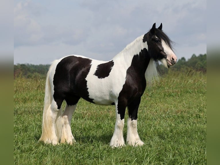 Cob Irlandese / Tinker / Gypsy Vanner Giumenta 15 Anni 152 cm Tobiano-tutti i colori in Somerset KY