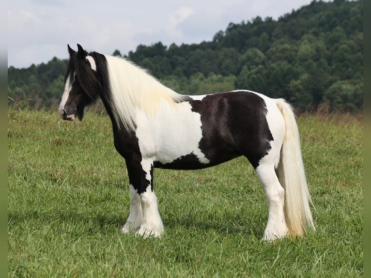 Cob Irlandese / Tinker / Gypsy Vanner Giumenta 15 Anni 152 cm Tobiano-tutti i colori in Somerset KY